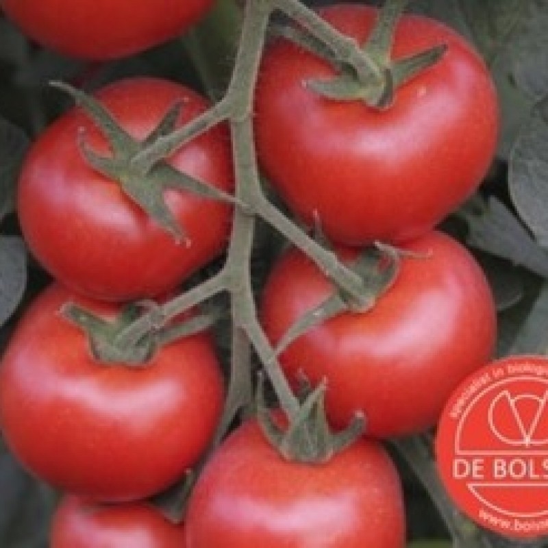 Tomaat, Solanum lycopersicum L. 'Bolstar Granda' Tomaat, Solanum lycopersicum L. 'Bolstar Granda'