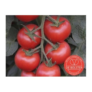 Tomaat, Solanum lycopersicum L.  'Bolstar Granda'