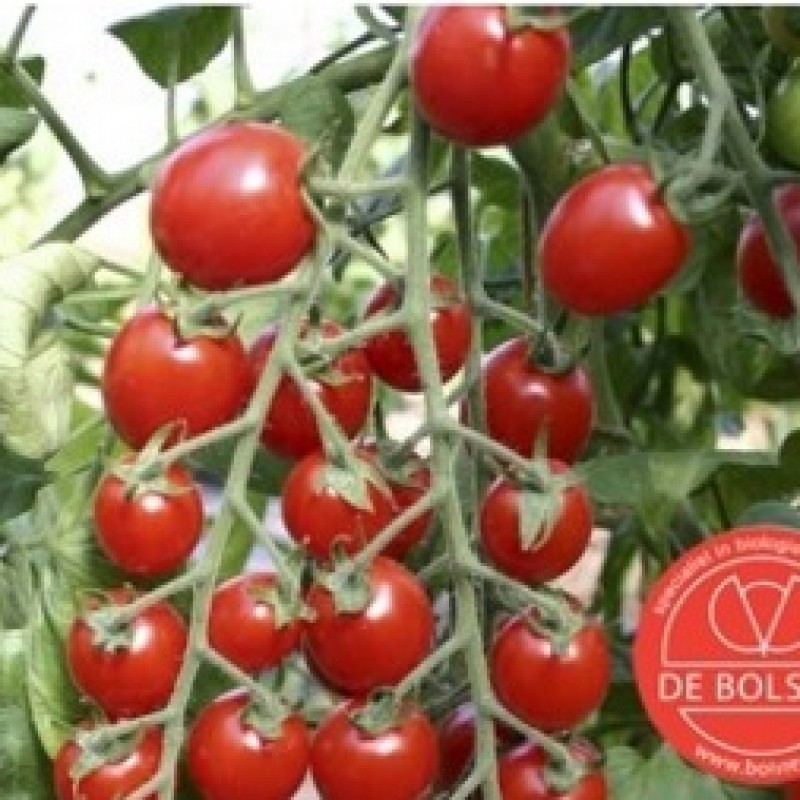 Tomaat, Solanum lycopersicum L. 'Bartelly F1'' Tomaat, Solanum lycopersicum L. 'Bartelly F1''