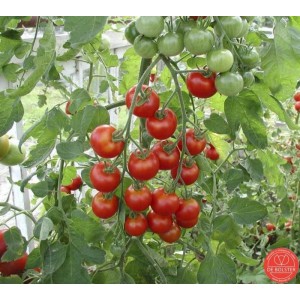 Tomaat, Solanum lycopersicum L. 'Zuckertraube-type '