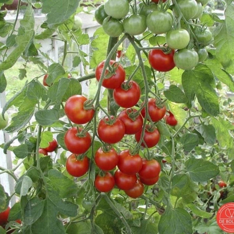 Tomaat, Solanum lycopersicum L. 'Zuckertraube-type ' Tomaat, Solanum lycopersicum L. 'Zuckertraube-type '