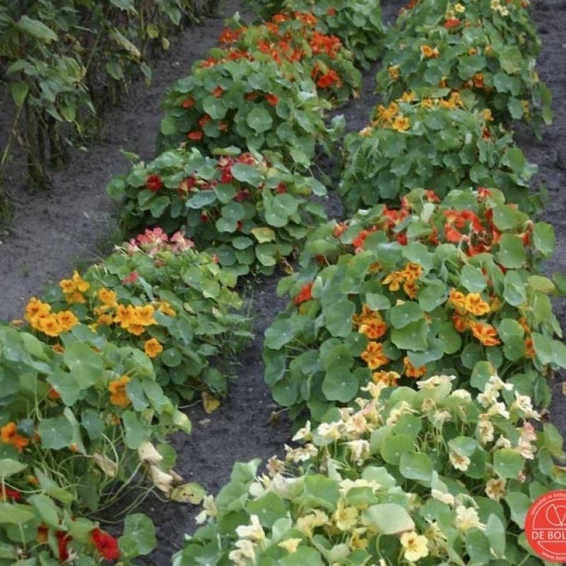 Tropaeolum majus, Oostindische kers, niet-rankende Tropaeolum majus, Oostindische kers, niet-rankende
