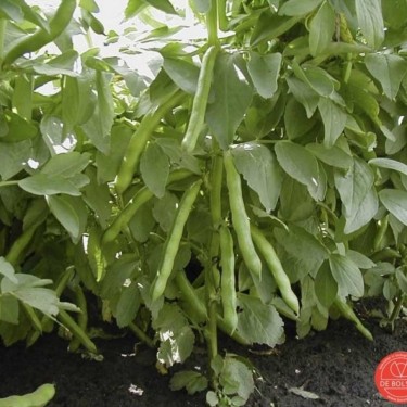 Tuinboon, Vicia faba 'Express' selectie Eleonora