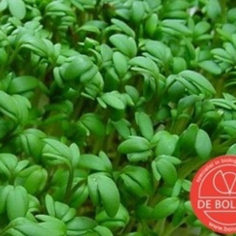 Tuinkers, Lepidium sativum 'Cressida' Tuinkers, Lepidium sativum 'Cressida'