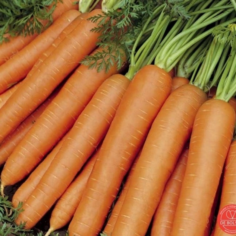 Zomerwortel, Daucus carota sativus 'Nantes 2' Zomerwortel, Daucus carota sativus 'Nantes 2'