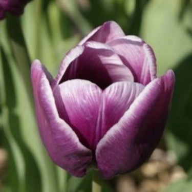Tulipa 'Arabian Mystery'