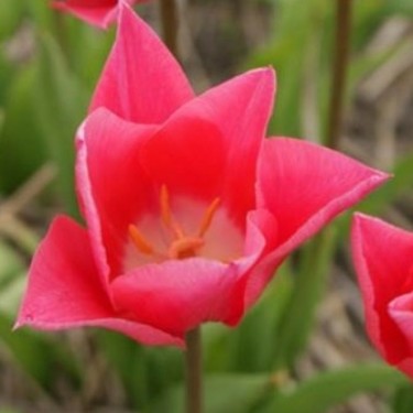 Tulipa 'Jan van Zantens Memory'