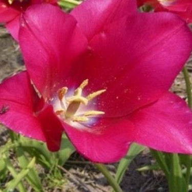 Tulipa 'Martha'
