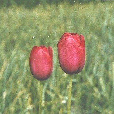 Tulipa 'Renown'