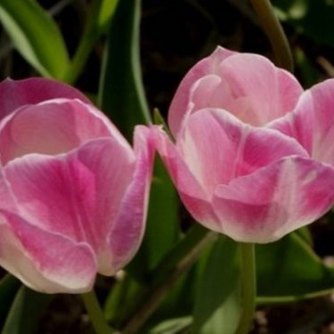 Tulipa 'Weber'