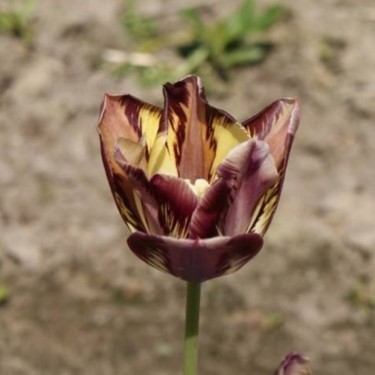Tulipa 'Zuiderkruis'
