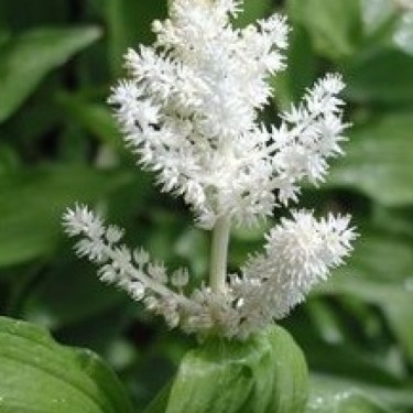 Smilacina racemosa