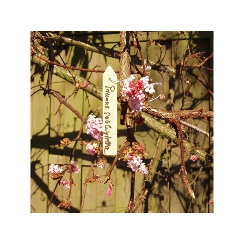 Plantenetiket hout, natuurlijk