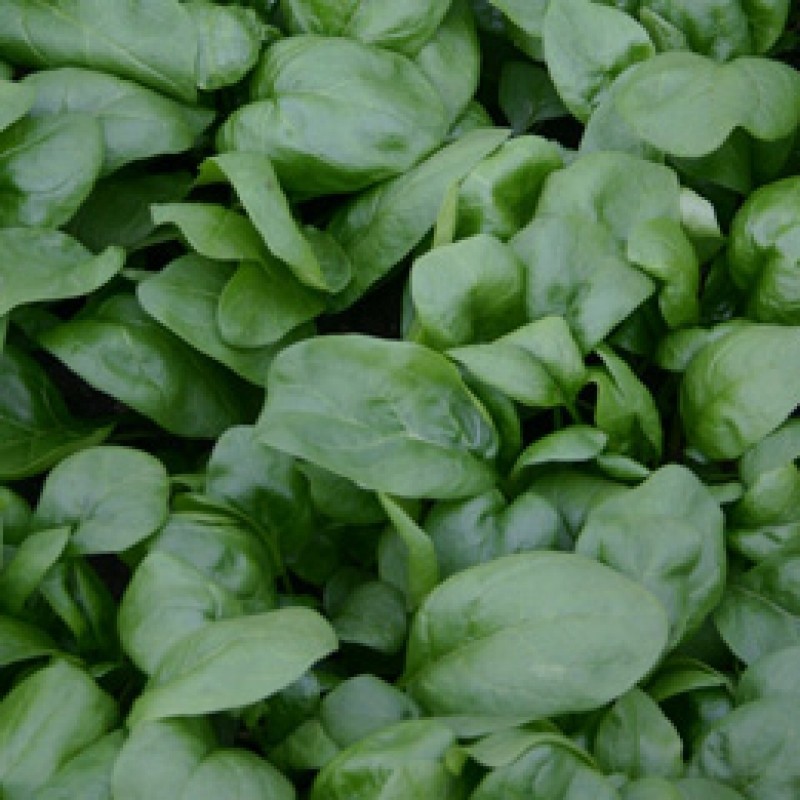 Spinazie Vroeg Reuzenblad, Spinacia oleracea Spinazie Vroeg Reuzenblad, Spinacia oleracea