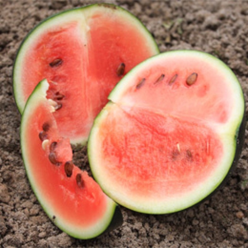 Watermeloen Sugar baby, Citrullus lanatus Watermeloen Sugar baby, Citrullus lanatus