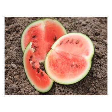 Watermeloen Sugar baby, Citrullus lanatus