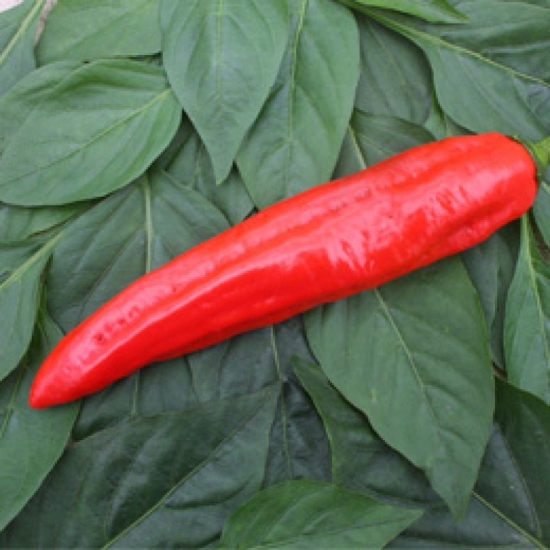 Zoetpuntpaprika Xaro, Capsicum annuum Zoetpuntpaprika Xaro, Capsicum annuum