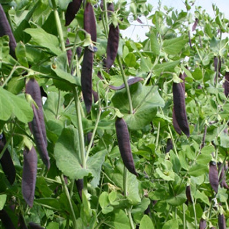 Capucijner Blauwschokkers, Pisum sativum Capucijner Blauwschokkers, Pisum sativum