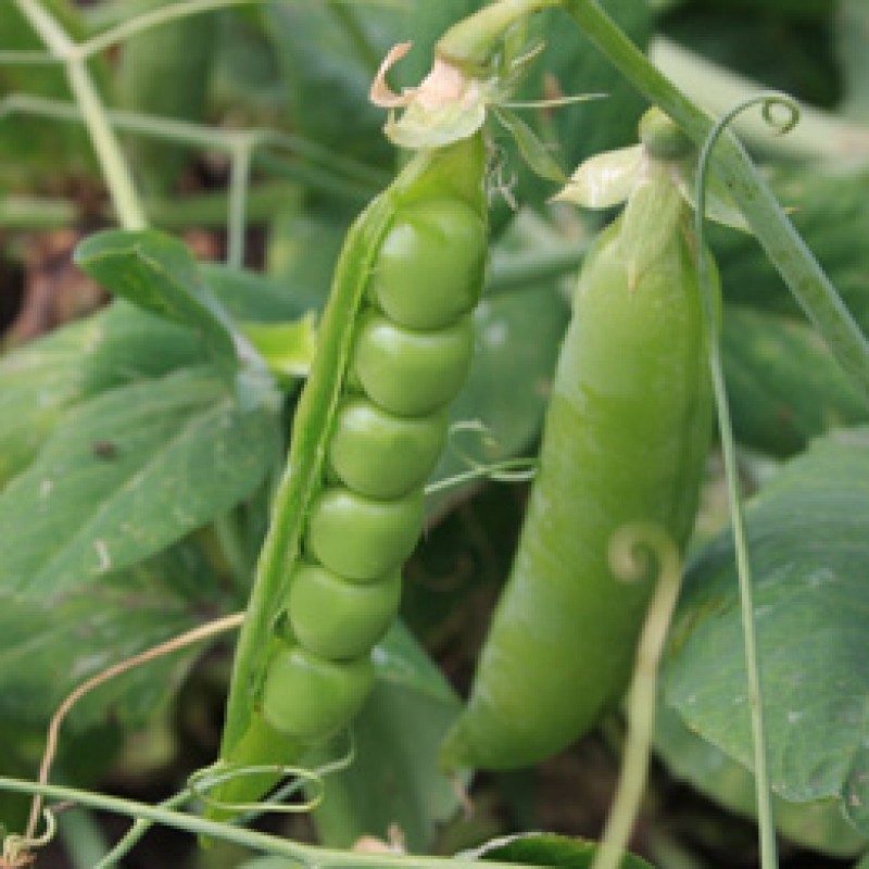 Stamdoperwt Kelvedon Wonder, Pisum sativum Stamdoperwt Kelvedon Wonder, Pisum sativum