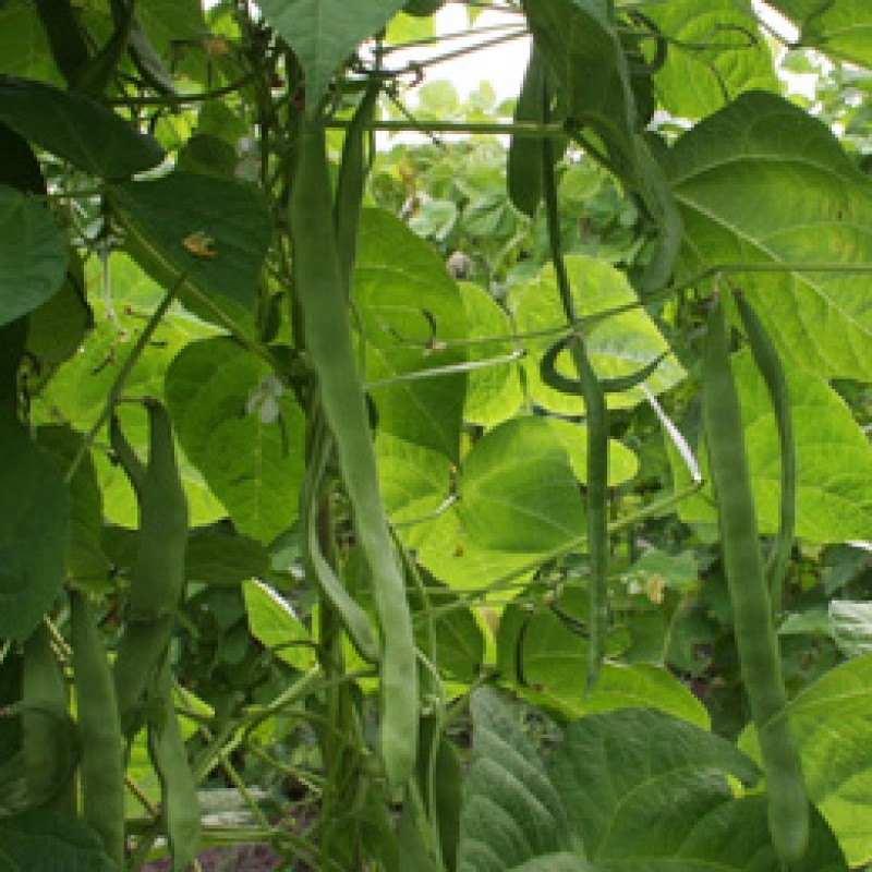 Stoksnijboon Vitalis, Phaseolus vulgaris Stoksnijboon Vitalis, Phaseolus vulgaris