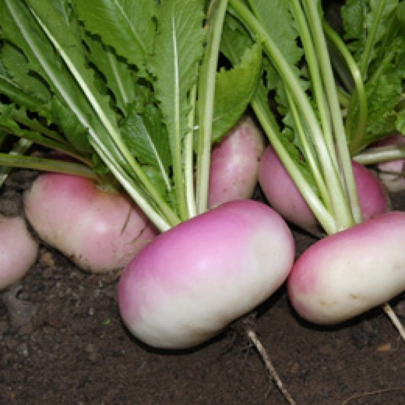 Meiraap Milanese witte roodkop, Brassica rapa var. majalis Meiraap Milanese witte roodkop, Brassica rapa var. majalis