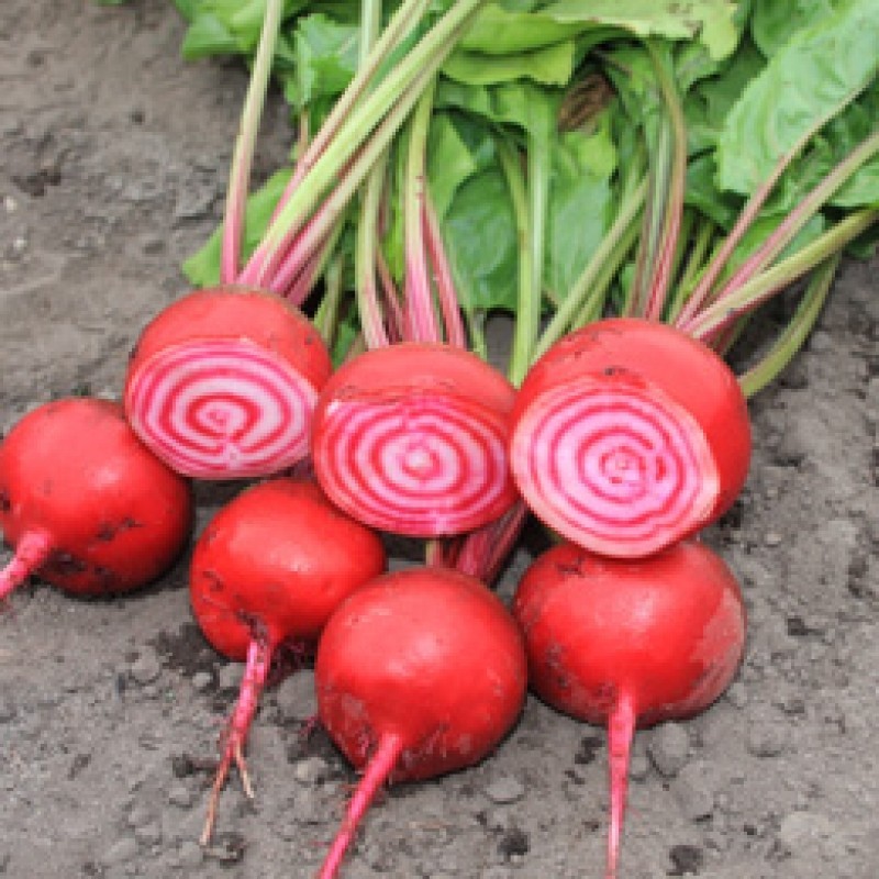 Rode biet Chioggia, Beta vulgaris var. rubra Rode biet Chioggia, Beta vulgaris var. rubra