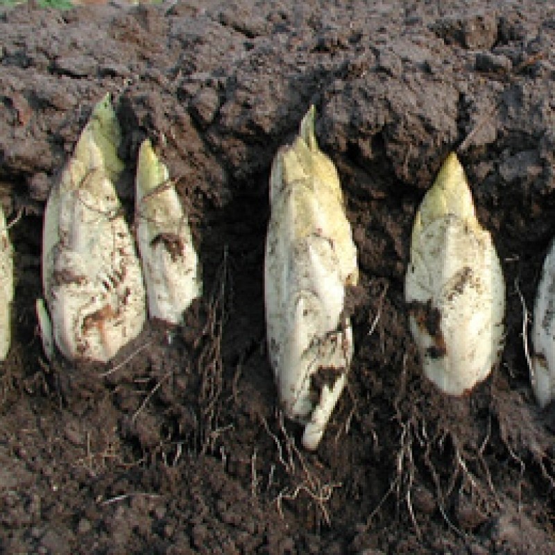 Witlof Hollandse Middelvroeg, Cichorium intybus var. foliosum Witlof Hollandse Middelvroeg, Cichorium intybus var. foliosum