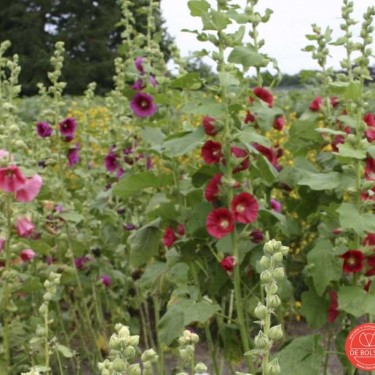Alcea rosea, Stokroos, gemengd