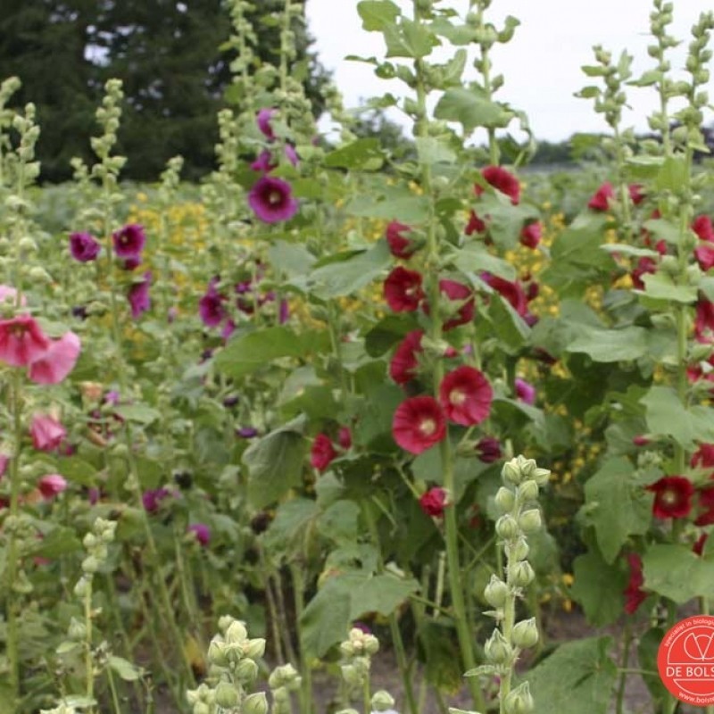 Alcea rosea, Stokroos, gemengd Alcea rosea, Stokroos, gemengd