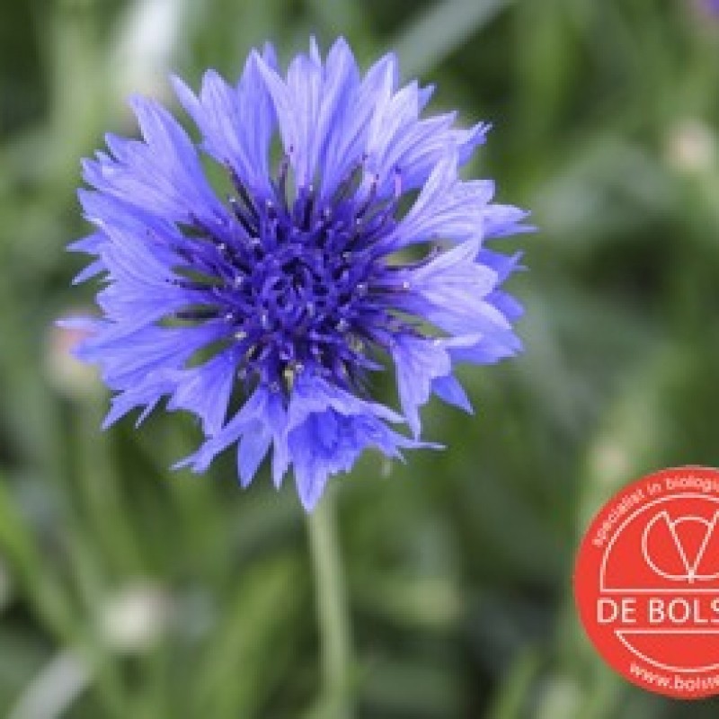 Centaurea cyanus, Korenbloem Centaurea cyanus, Korenbloem