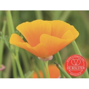 Eschscholzia californica, Slaapmutsje, oranje