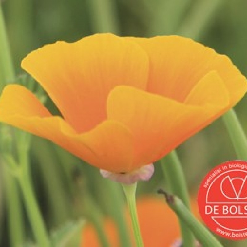 Eschscholzia californica, Slaapmutsje, oranje Eschscholzia californica, Slaapmutsje, oranje