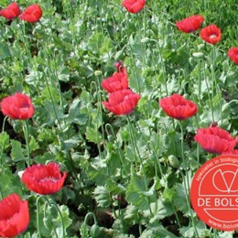 Papaver somniferum, Slaapbol, rood Papaver somniferum, Slaapbol, rood