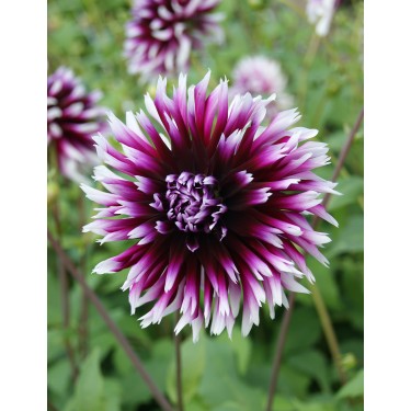 Dahlia 'Alauna Clair Obscur' test Dahlia 'Alauna Clair Obscur' test