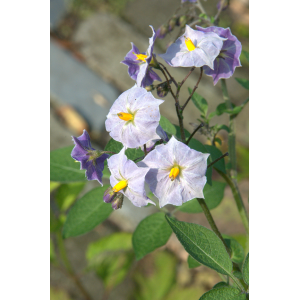 Solanum tuberosum ‘Grimpanti’