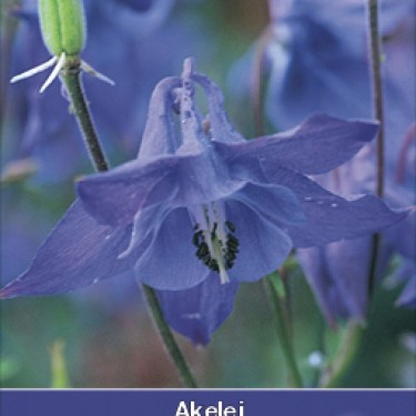Aquilegia vulgaris Aquilegia vulgaris