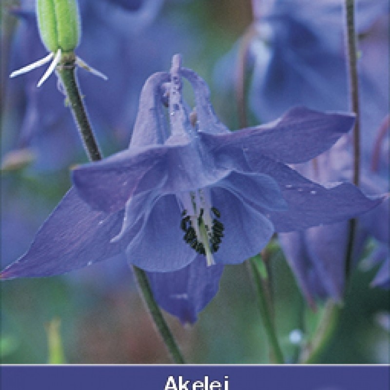 Aquilegia vulgaris Aquilegia vulgaris