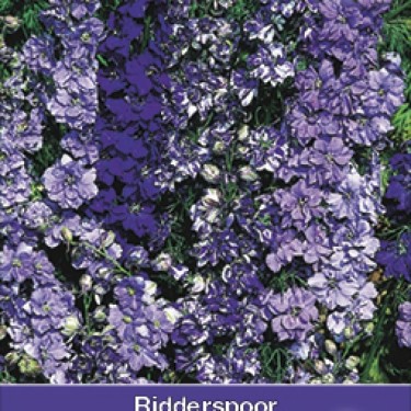 Consolida ajacis 'Blauw Boeket' Consolida ajacis 'Blauw Boeket'