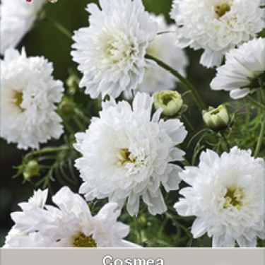 Cosmos bipinnatus 'Snow Puff' Cosmos bipinnatus 'Snow Puff'