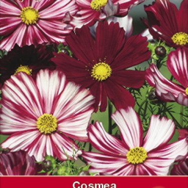 Cosmos bipinnatus 'Velouette' Cosmos bipinnatus 'Velouette'