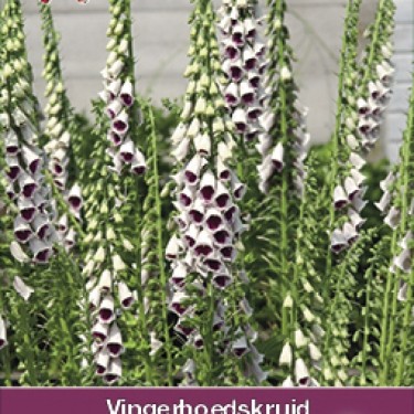 Digitalis purpurea 'Pam's Choice' Digitalis purpurea 'Pam's Choice'