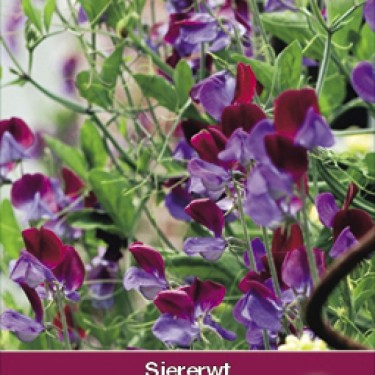 Lathyrus odoratus 'Matucana' Lathyrus odoratus 'Matucana'