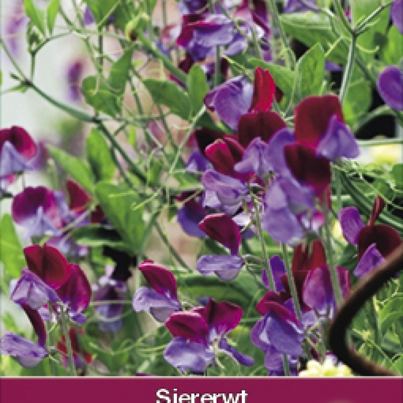 Lathyrus odoratus 'Matucana' Lathyrus odoratus 'Matucana'