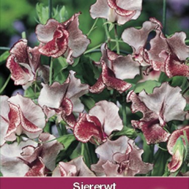 Lathyrus odoratus 'Wiltshire Ripple' Lathyrus odoratus 'Wiltshire Ripple'