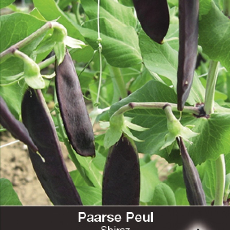 Paarse peul, Pisium sativum 'Shiraz' Paarse peul, Pisium sativum 'Shiraz'