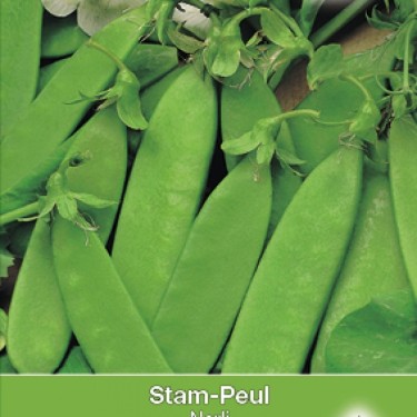 Stampeul, Pisium sativum 'Norli'