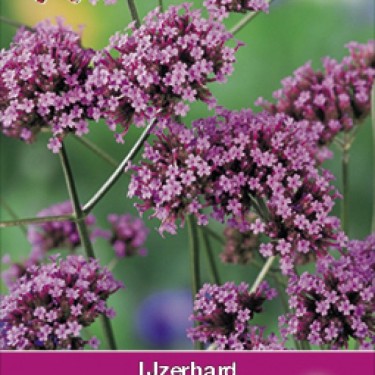 Verbena bonariensis