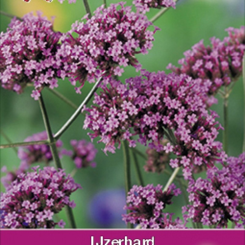 Verbena bonariensis