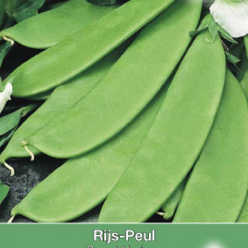 Rijspeul, Pisum sativum 'Sweet Horizon', 50 gr. Rijspeul, Pisum sativum 'Sweet Horizon', 50 gr.