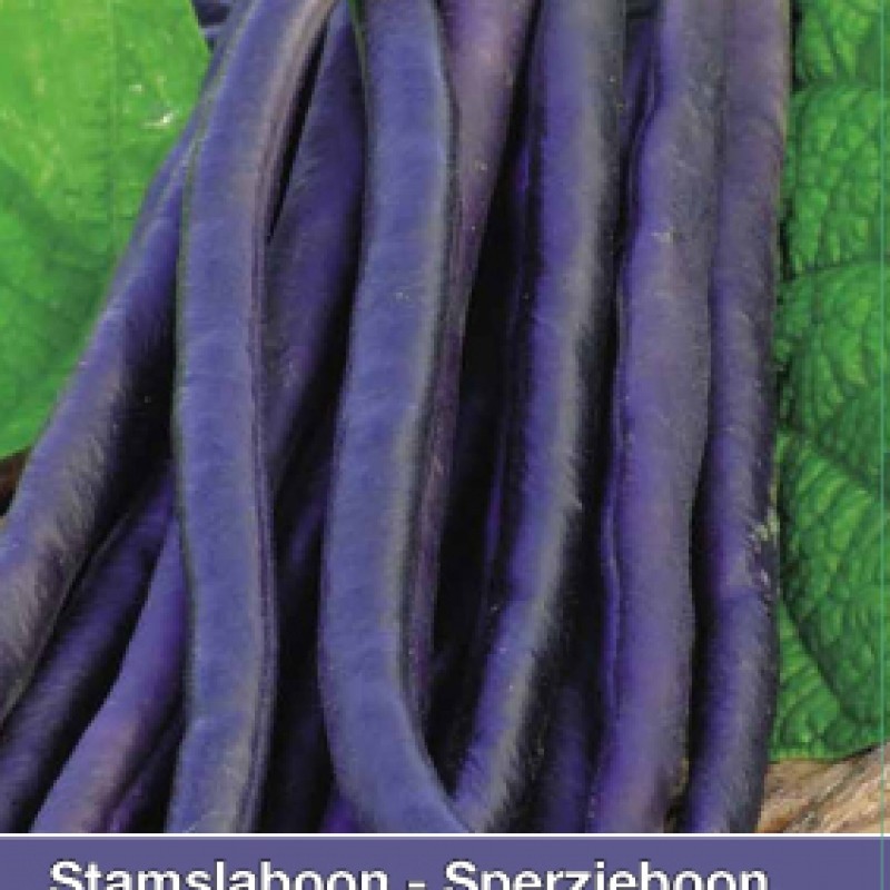 Stamslaboon, Phaseolus vulgaris 'Amethyst', 30 gr. Stamslaboon, Phaseolus vulgaris 'Amethyst', 30 gr.